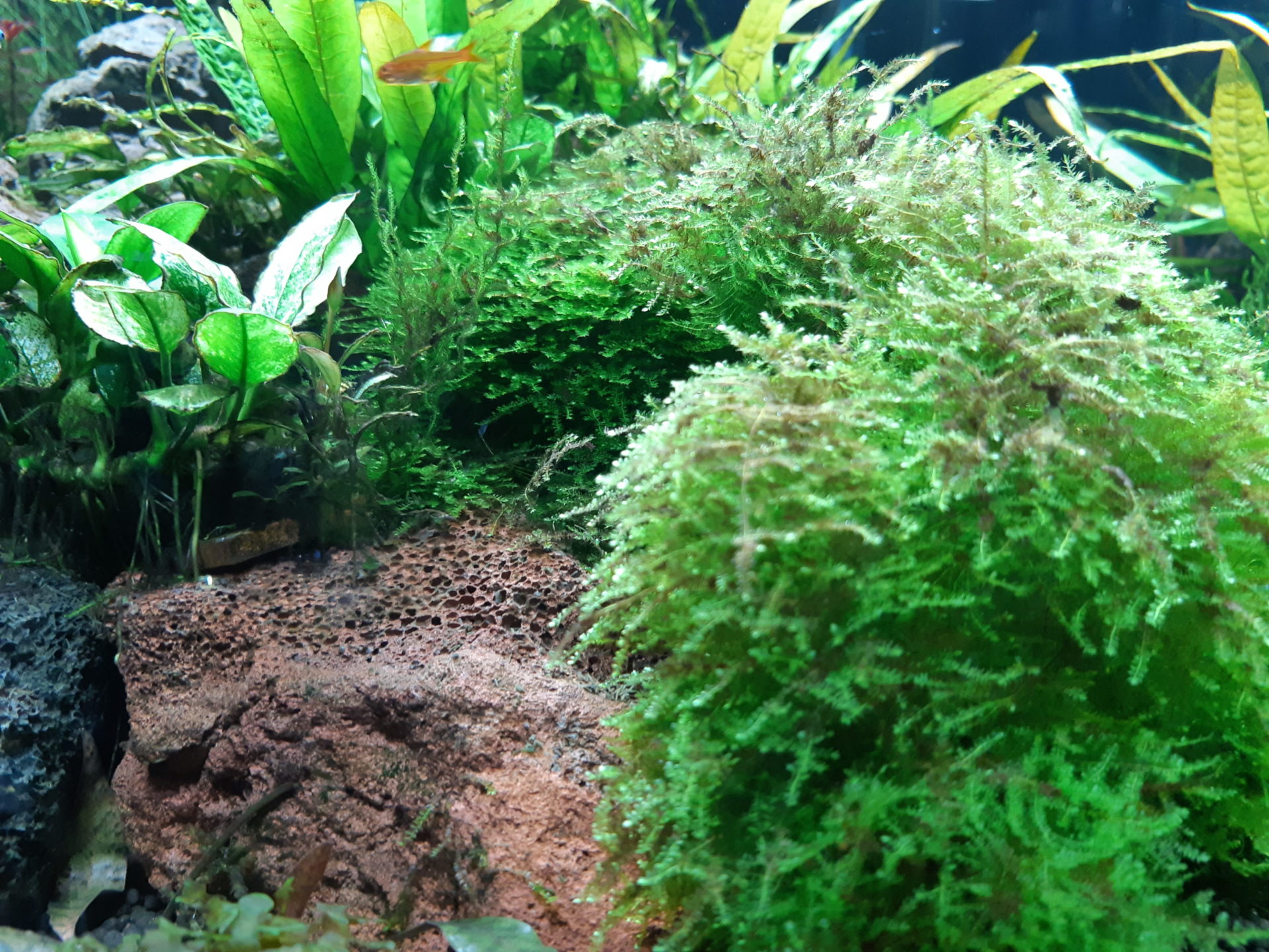 akwarium z roślinami