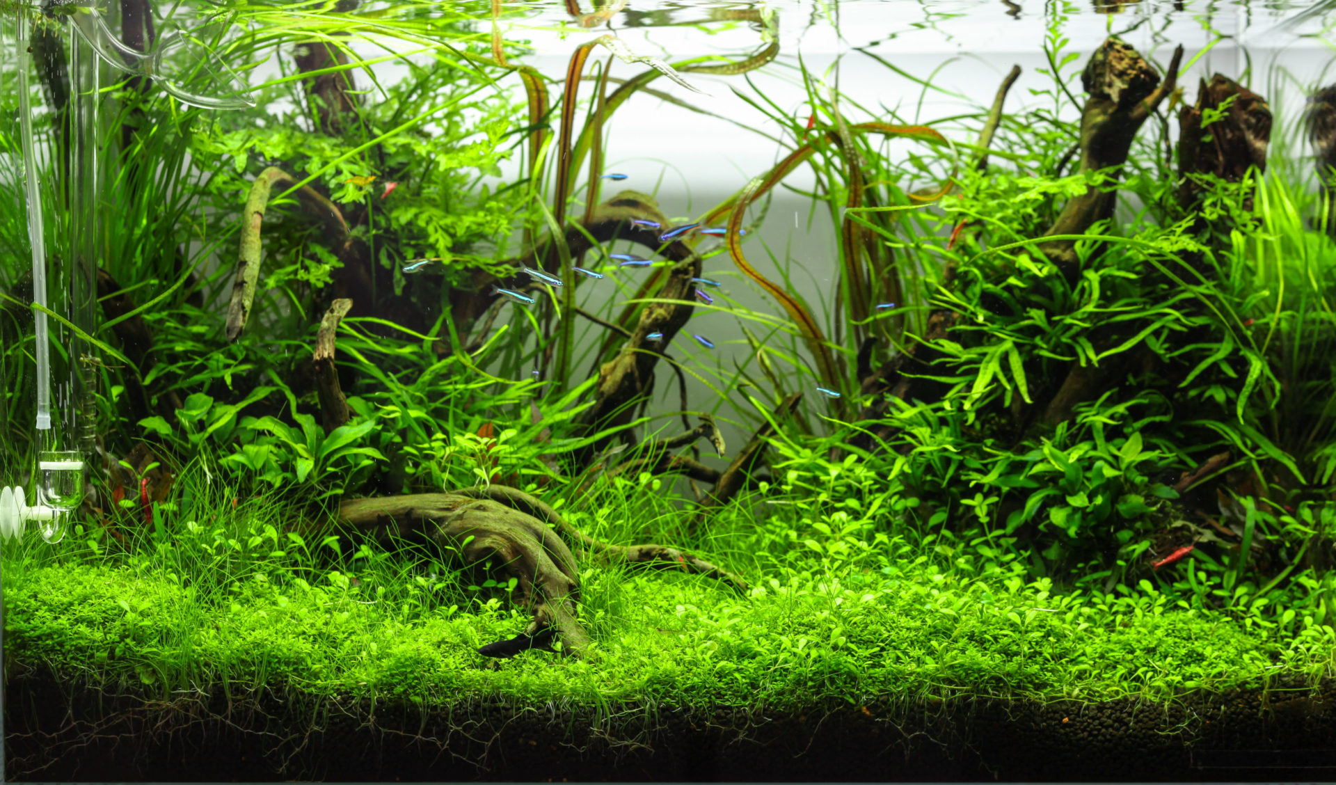 akwarium z roślinami