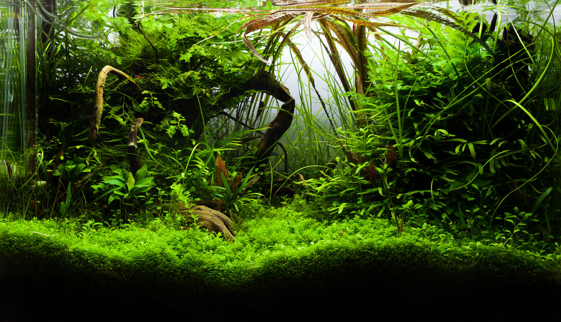 akwarium roślinne