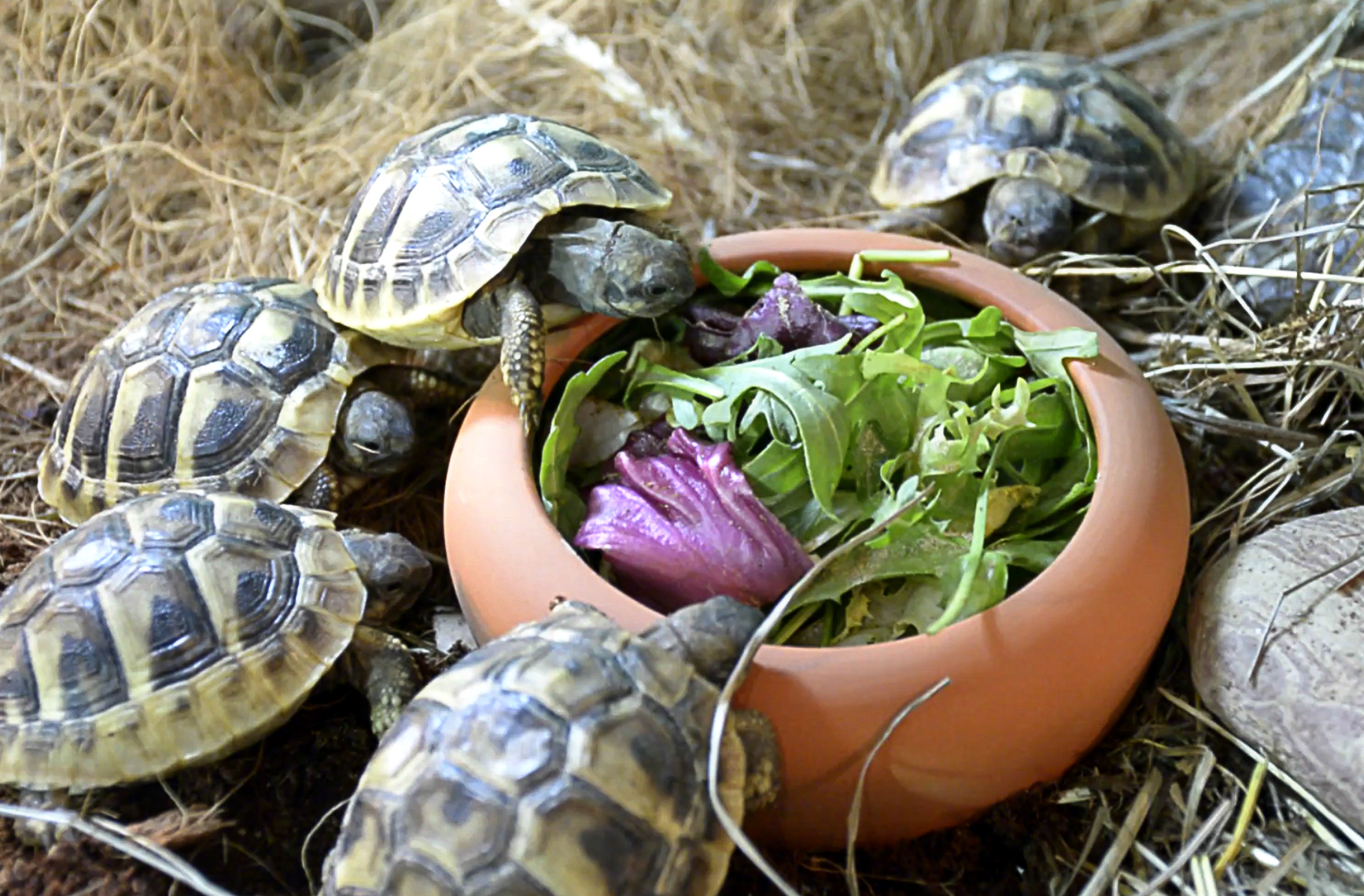 Żółwie jedzą sałetę z Vigoreptem